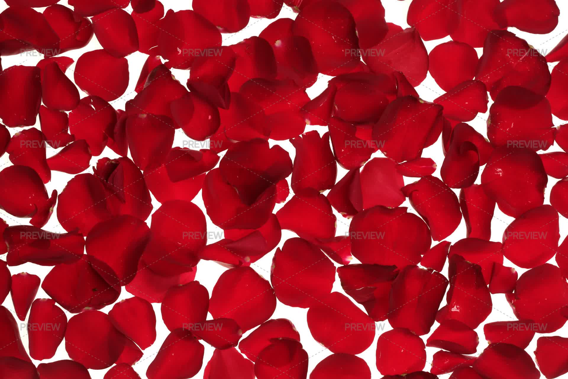 Red Rose Petals Scattered On A White Background Valentines Day - Stock ...