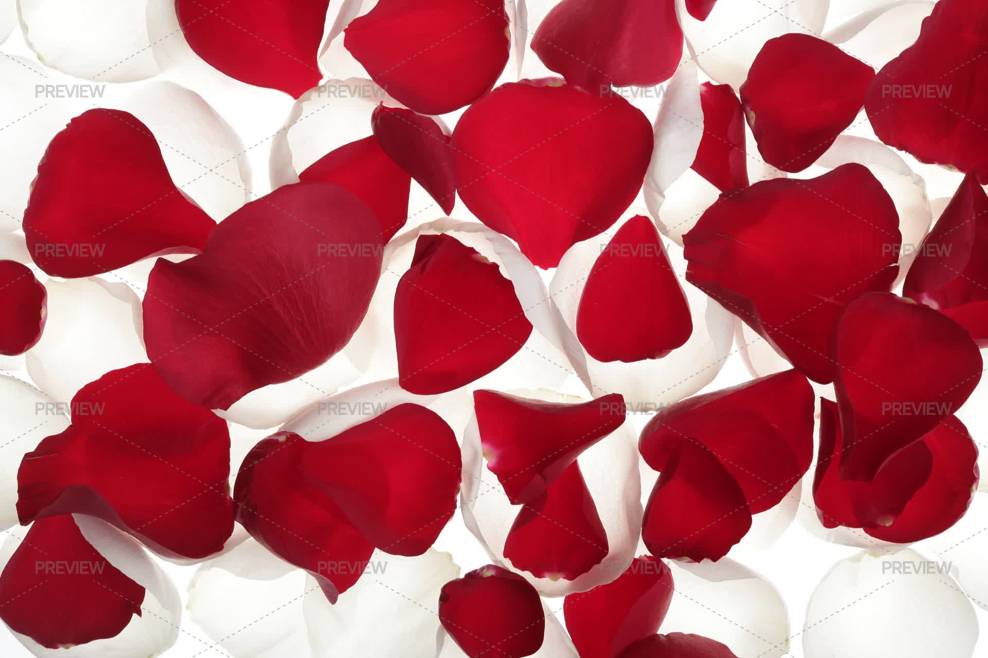 Red Rose Petals Scattered On A White Background Valentines Day - Stock ...