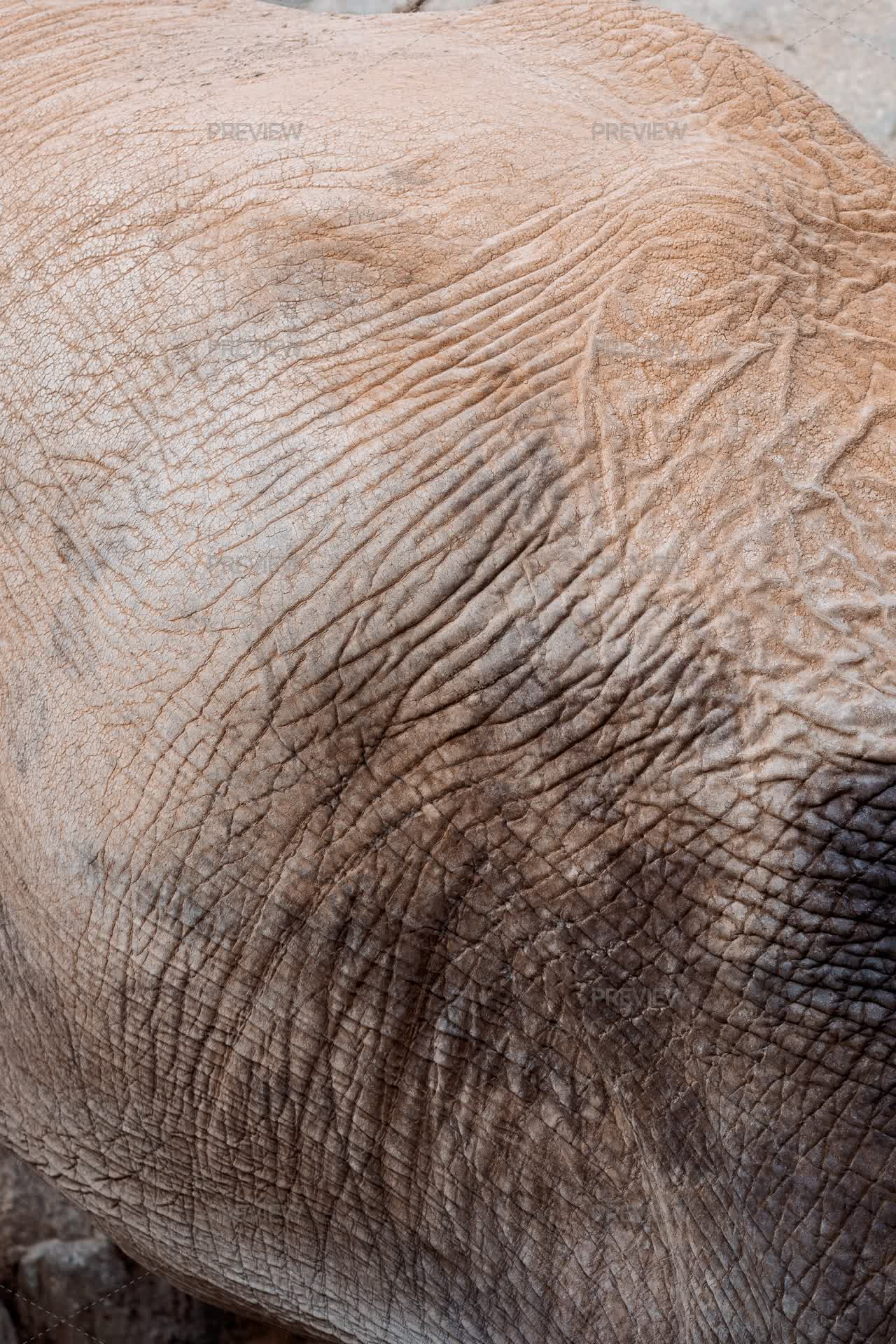 Elephant Skin Pattern