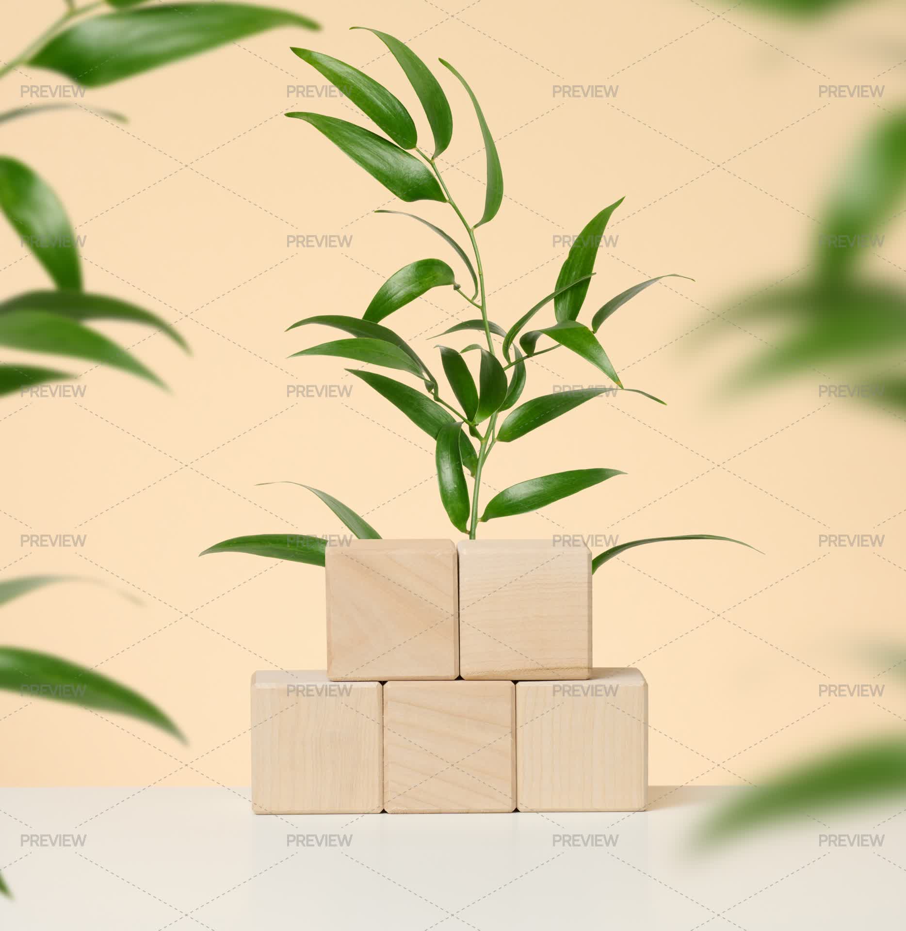 Leaf Platform Wooden Platform With Green Leaves - Stock Photos | Motion Array