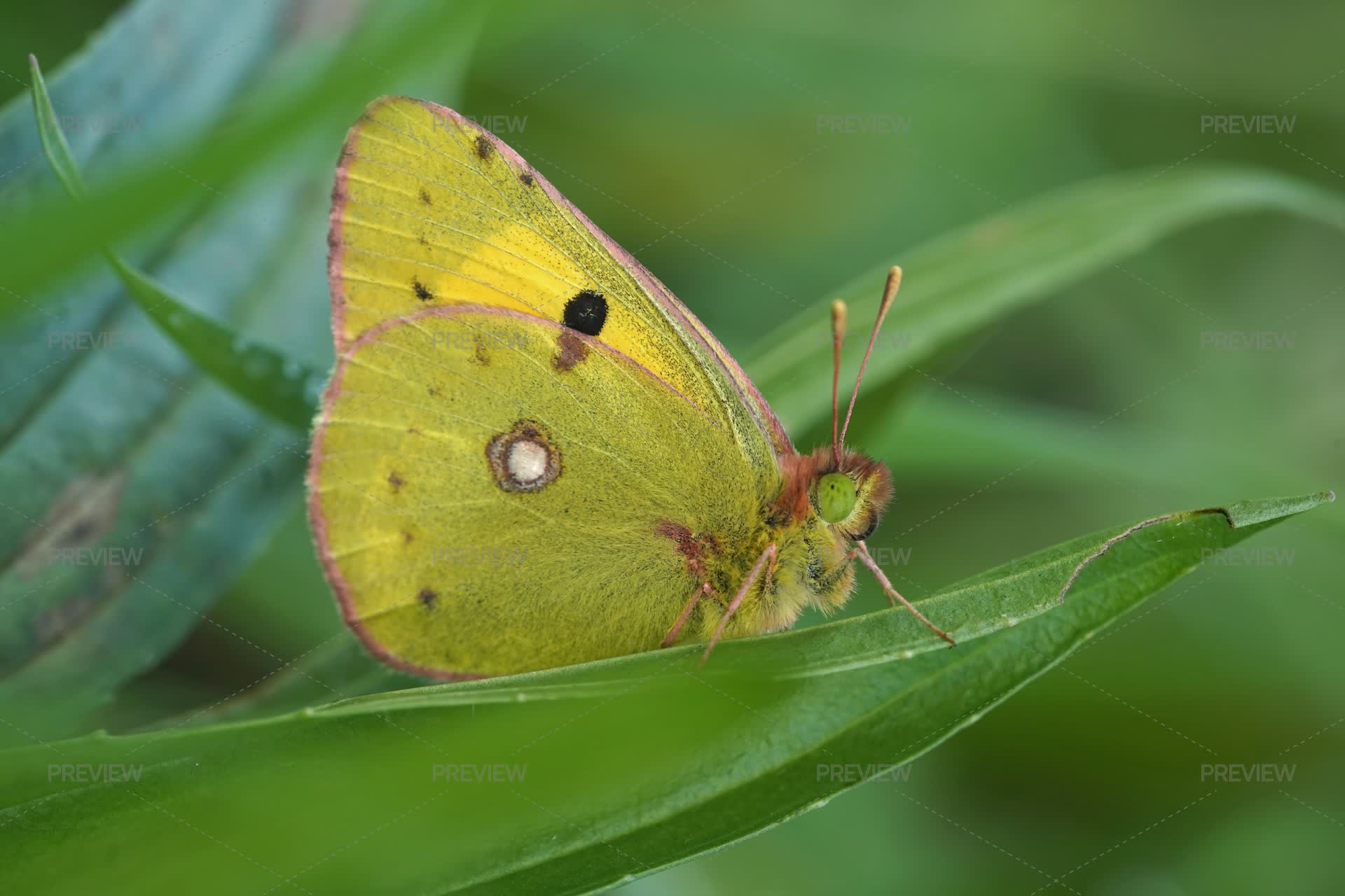 Natural Detailed Closeup On A Clouded Yellow Butterfly, Colias Crocea ...