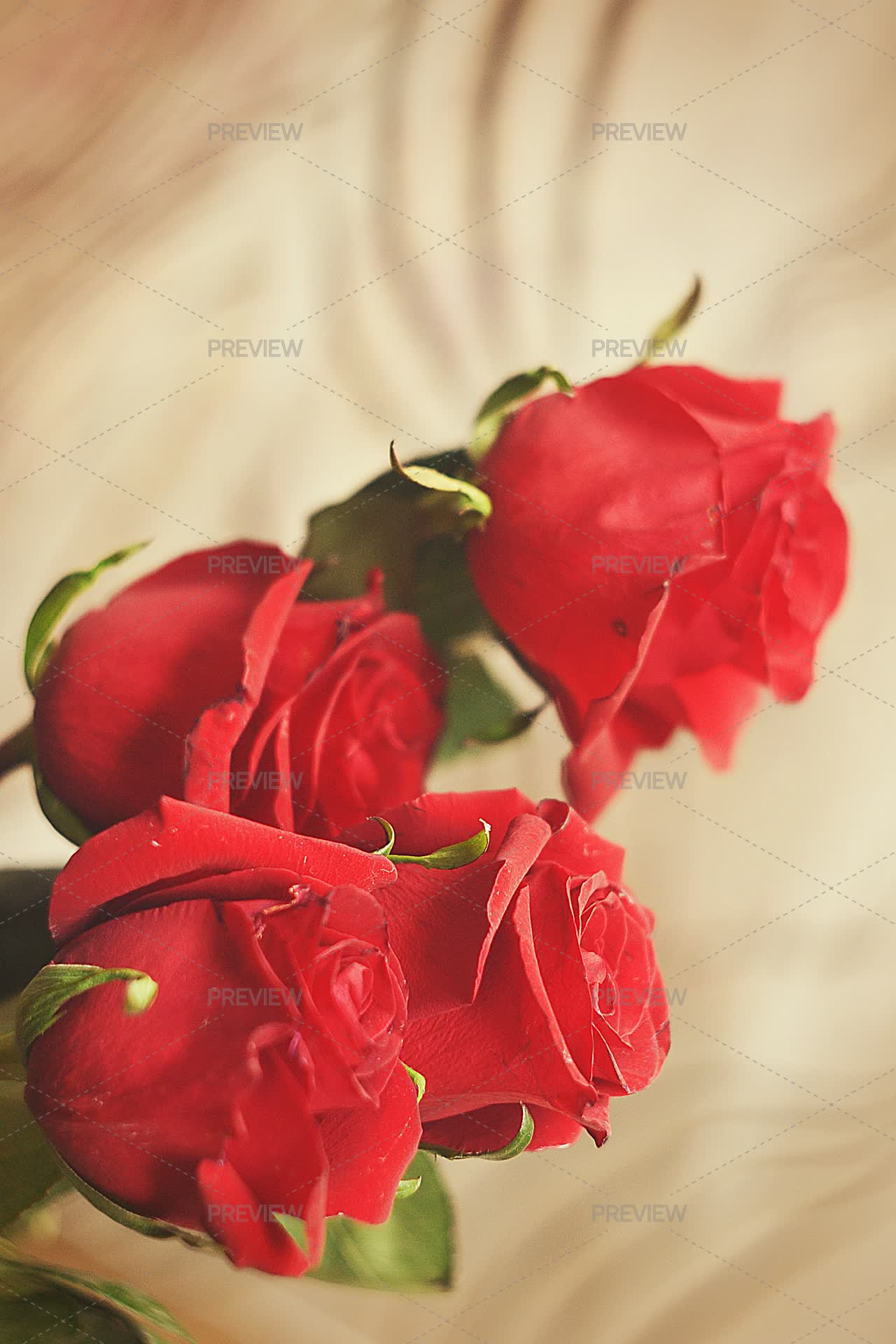 Red Roses - Stock Photos | Motion Array