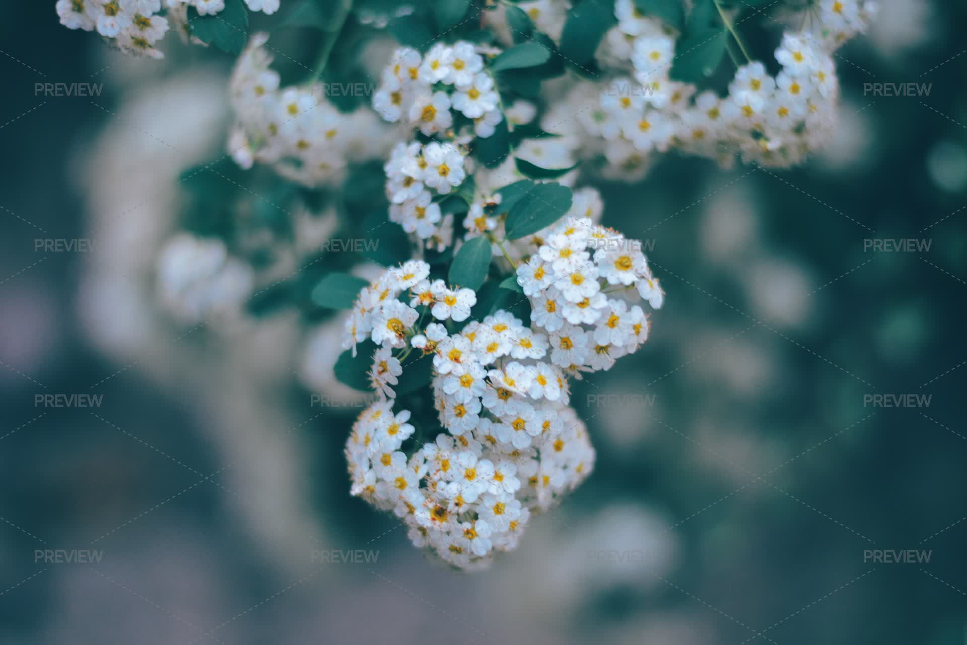 Spring Flowers - Stock Photos | Motion Array