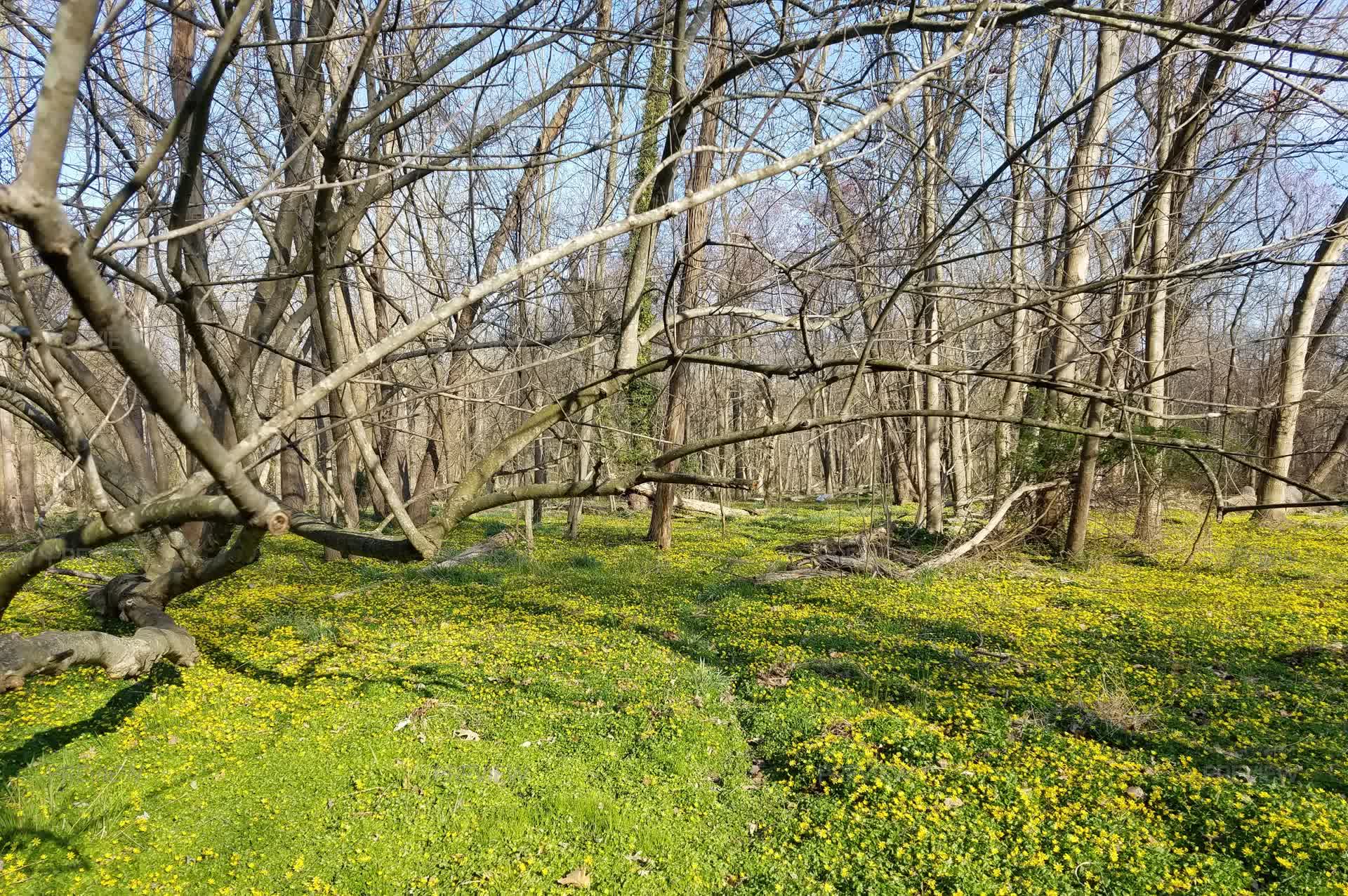 Early Spring Forb Early Spring Forest Background - Stock Photos | Motion Array